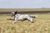 SETTER ANGLAIS 195